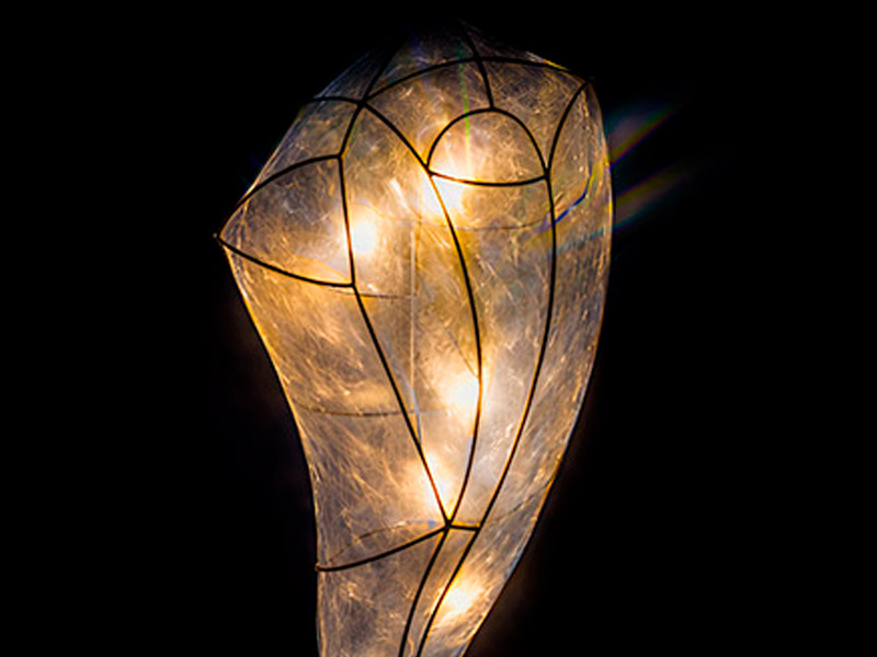 pupa